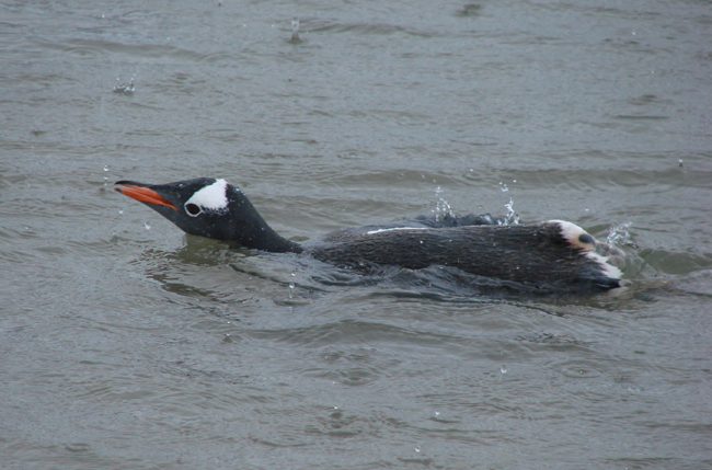 Antarctica / Gentoo Penguin swimming 