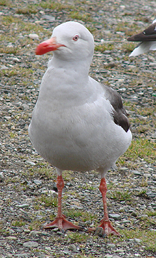 Dolphin Gull.  Photo by Gina Nichol