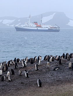 MV Ushuaia and Chinstrap Penguins.  Photo by Gina Nichol