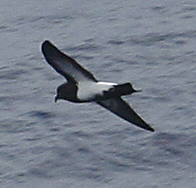 Black-bellied Storm-Petrel.  Photo by Steve Bird.