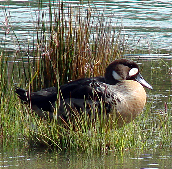 Spectacled Duck.  Photoby Gina Nichol.