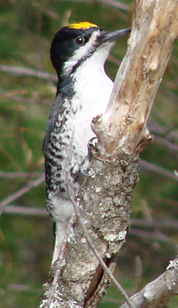 Black-backed Woodpecker