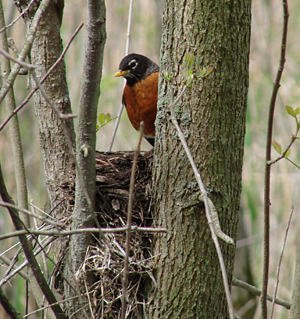 robin nest