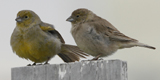 Patagonian Yellow Finch