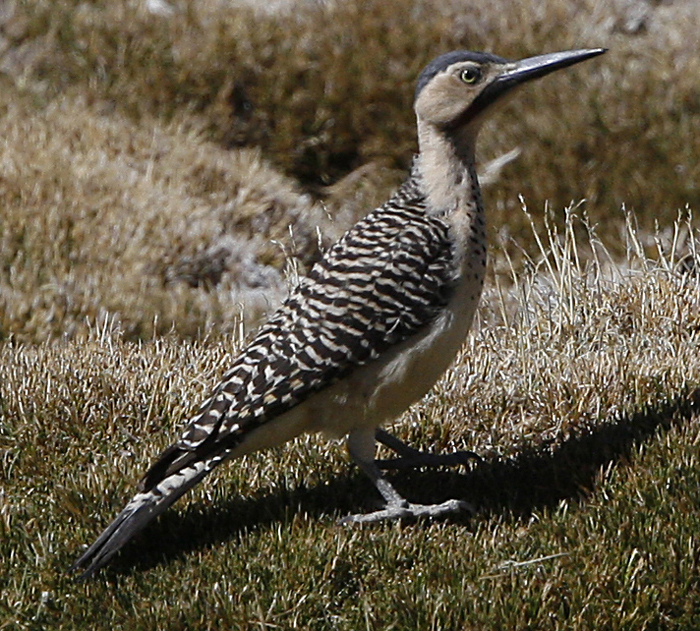 Andean Flicker