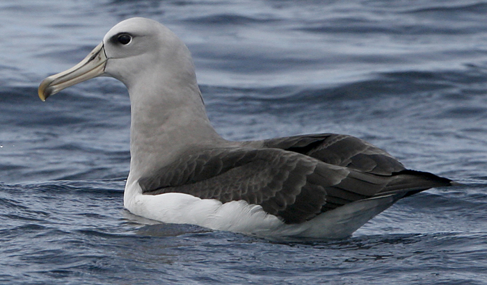 Buller's Albatross