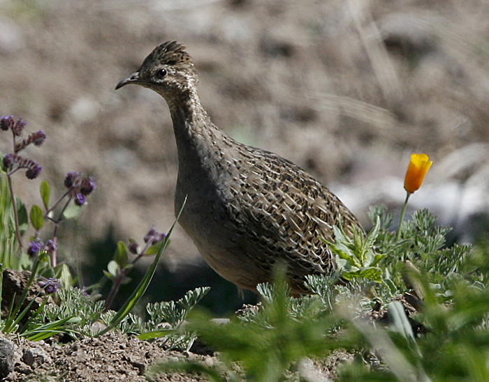 Chilean Tinamou