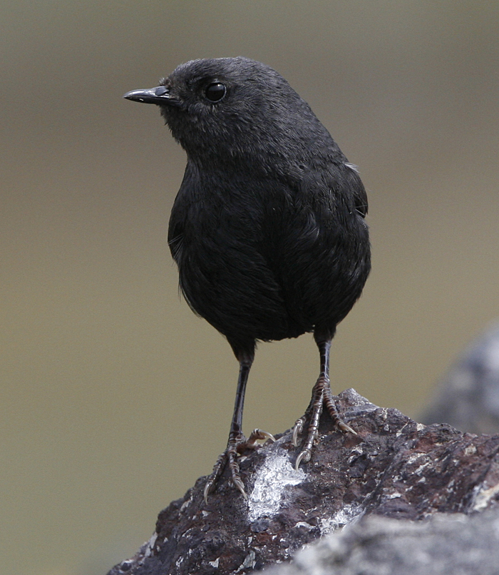 Magellanic Tapaculo