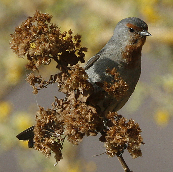 Tamaruga Conebill