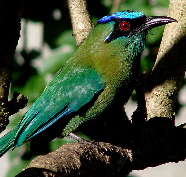 Blue-crowned Motmot 