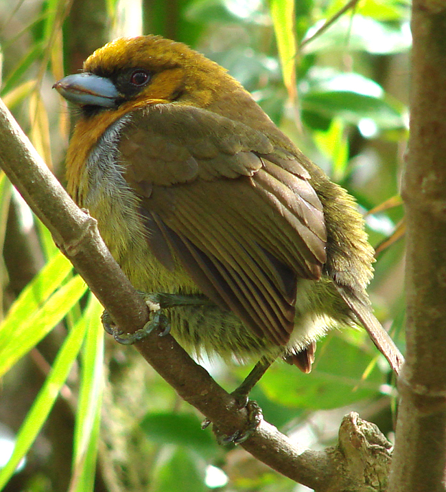 Prong-billed Barbet