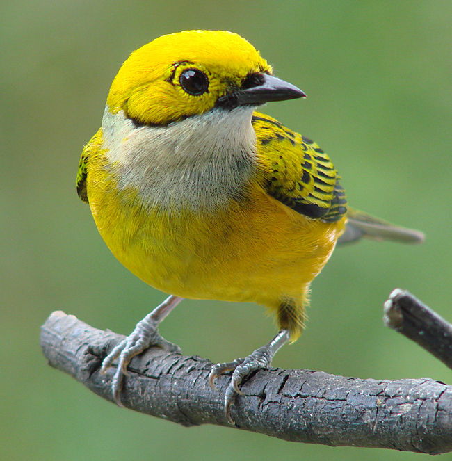 Silver-throated Tanager 