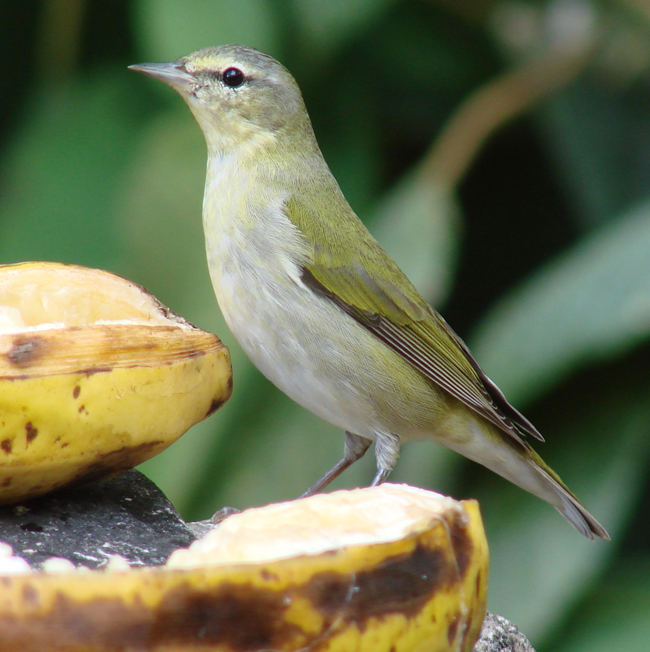 Tennessee Warbler 