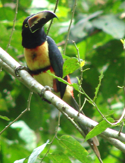 Collared Aracari