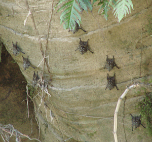 Long-nosed Bats