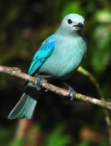 Blue-gray Tanager