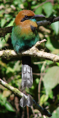 Broad-billed Motmot