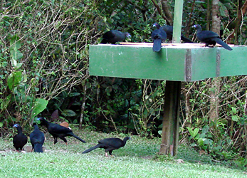 Guans at feeders