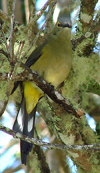 Long-tailed Silky-Flycatcher