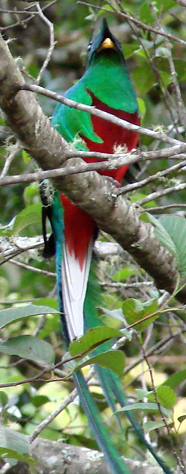 Resplendent Quetzal