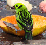 Emerald Tanager