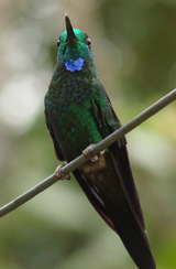 Green-crowned Brilliant