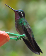 Purple-throated Mountain-Gem 