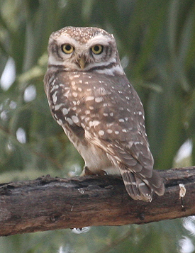 Jungle Owlet.  Photo by Peg Abbott.