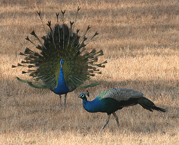 Indian Peafowl.  Photo by Peg Abbott.