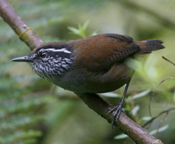 Munchique Wood Wren. Photo by Steve Bird.