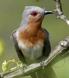 Dwarf Cuckoo. Photo by Steve Bird.