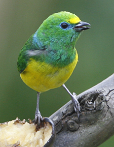 Blue-naped Chlorophonia.  Photo by Steve Bird.