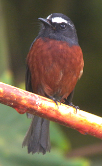 Slaty-backed Chat-Tyrant.  Photo by Steve Bird.