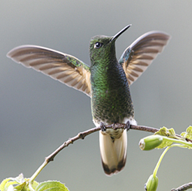 Buff-tailed Coronet