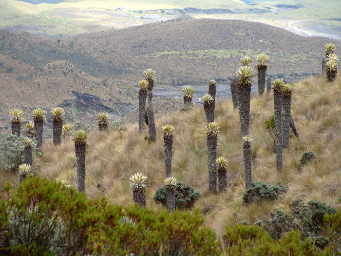 Colombian paramo. Los Nevados Naitonal Park