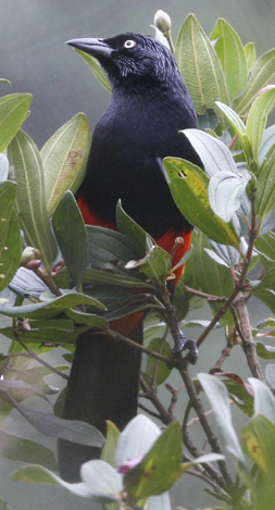 Red-bellied Grackle.  A Colombian endemic. 