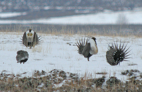 Greater Sage Grouse