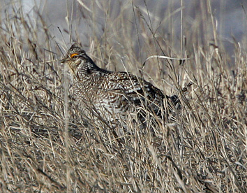 Sharp-tailed Grouse