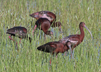 White-faced Ibis.