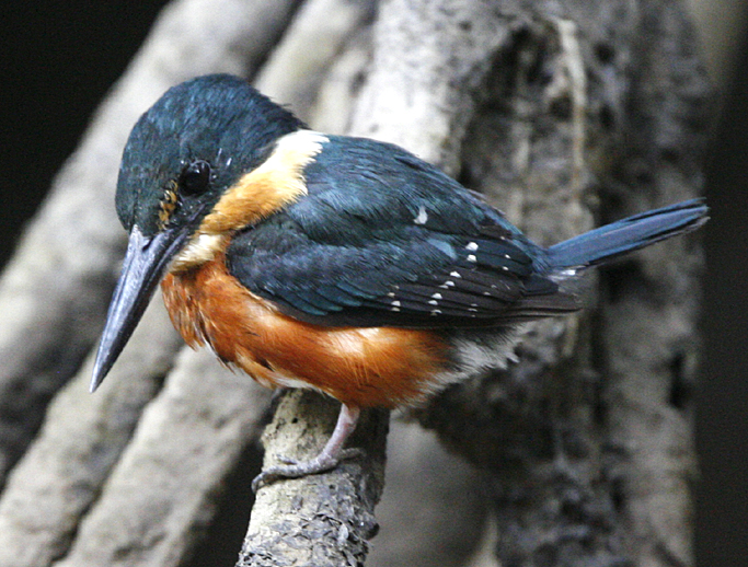 American Pygmy Kingfisher.  Photo by Steve Bird.