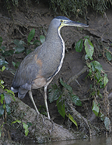 Bare-throated Tiger Heron