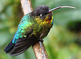 Fiery-throated Hummingbird