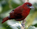 Hepatic Tanager