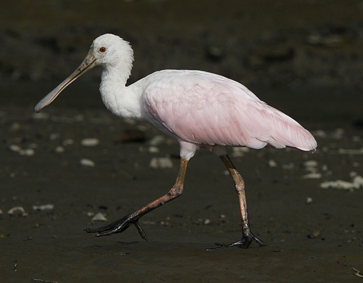 Roseate Spoonbill.  Photo by Steve Bird.