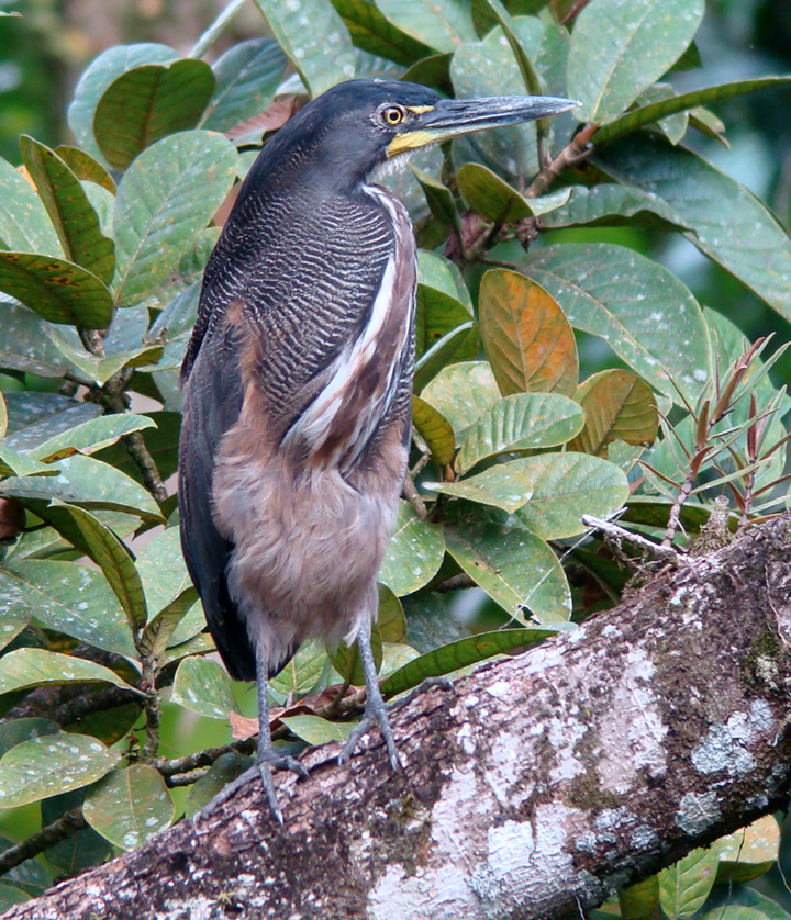 Fasciated Tiger-Heron.  Photo by Gina Nichol.