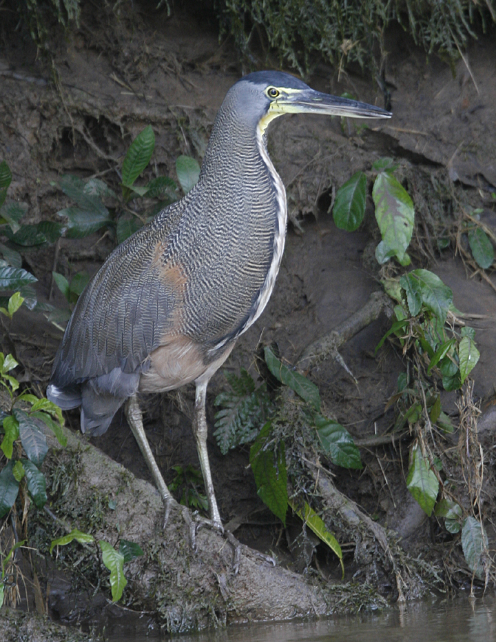 Bare-throated Tiger-Heron