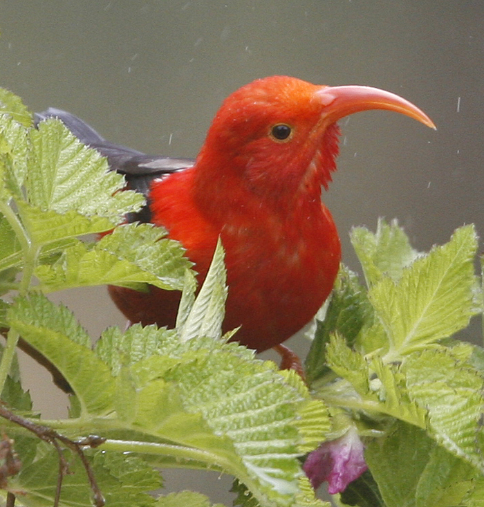 I'iwi.  Photo by Steve Bird.