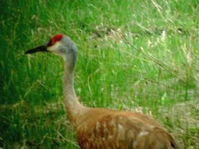 Sandhill Crane