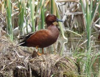 Cinnamon Teal.  