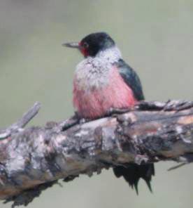 Lewis’s Woodpecker